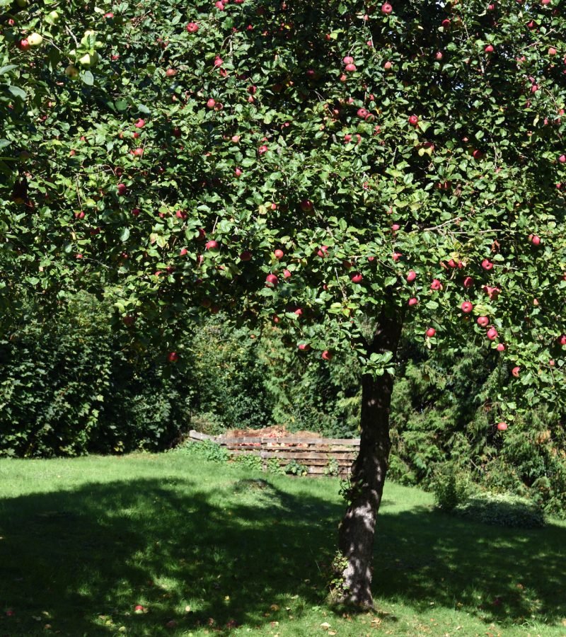 Obstbaumschnitt Baumpflege Münster